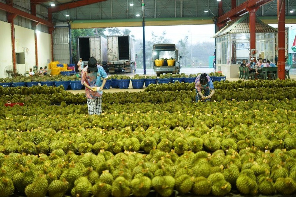 Một loại quả của Việt Nam “cháy hàng” ở láng giềng, 1 cửa khẩu nhập hàng chục container/ngày, tăng 3.000% - Ảnh 1.