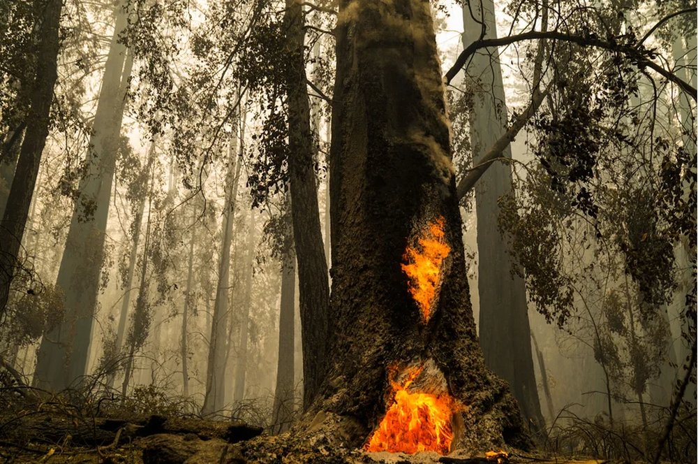 Kỳ lạ cây cổ thụ cháy đen vì hỏa hoạn hồi sinh nhờ chồi non 2.000 năm tuổi - Ảnh 3.