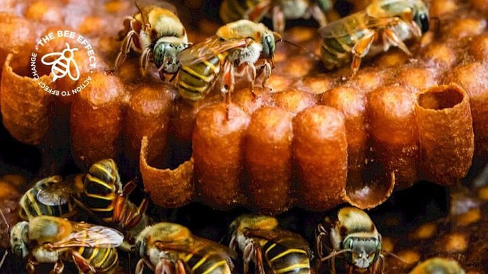 Tại sao mật ong ở thời cổ đại có thể bảo quản được hàng nghìn năm? - Ảnh 2.