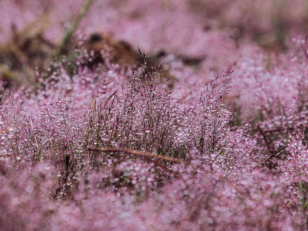 Danh sách các đồi cỏ hồng rực rỡ tại Đà Lạt dịp cuối năm và các lưu ý trước khi bắt đầu chuyến đi - Ảnh 11.
