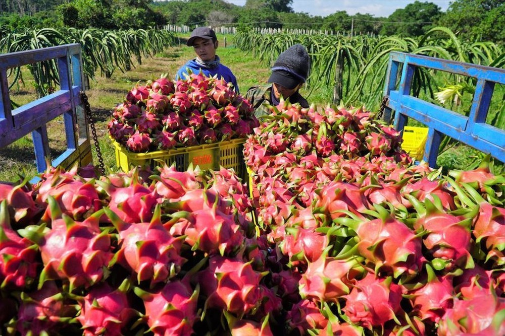 Việt Nam sở hữu siêu trái cây khiến người Trung Quốc phát cuồng: xuất khẩu số 1 thế giới, làm nguyên liệu tạo hot trend gây bão mạng gần đây - Ảnh 1.