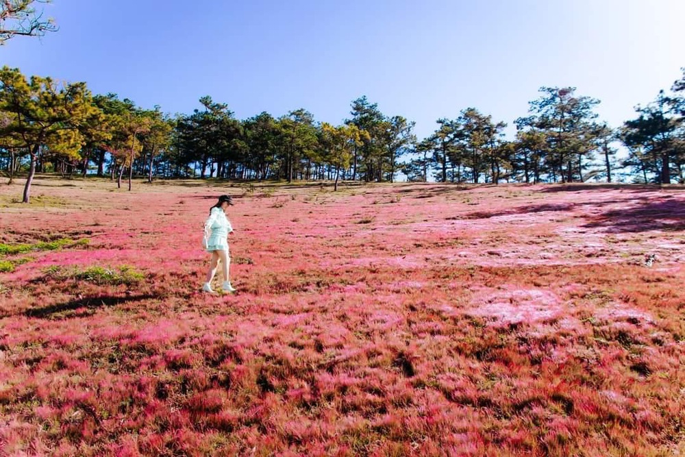 Danh sách các đồi cỏ hồng rực rỡ tại Đà Lạt dịp cuối năm và các lưu ý trước khi bắt đầu chuyến đi - Ảnh 9.