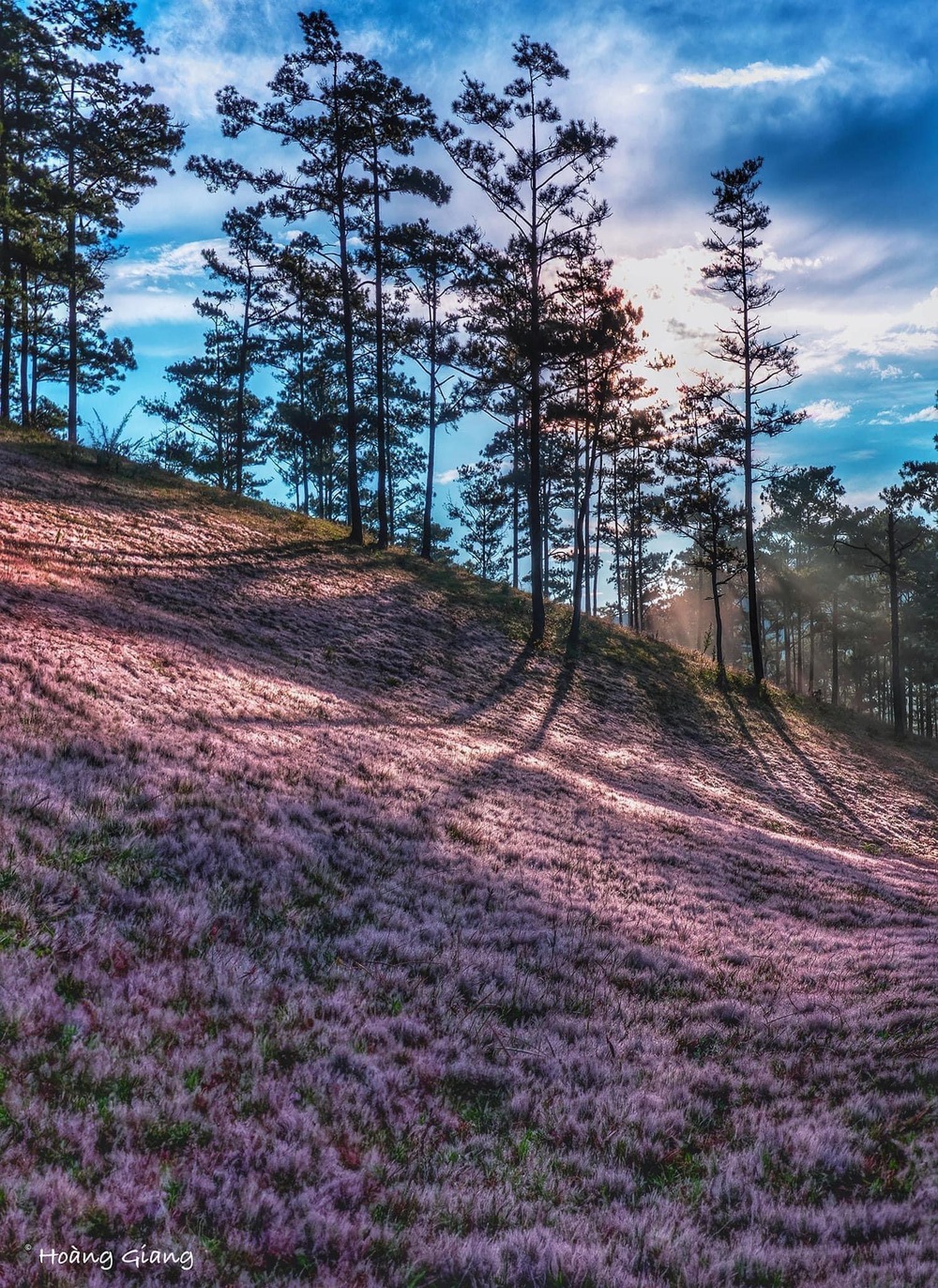 Danh sách các đồi cỏ hồng rực rỡ tại Đà Lạt dịp cuối năm và các lưu ý trước khi bắt đầu chuyến đi - Ảnh 7.