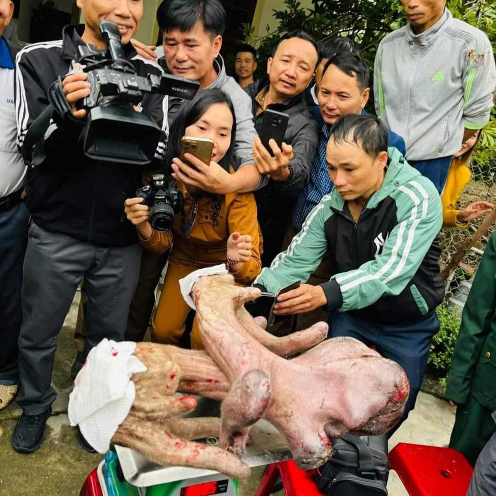 Chiêm ngưỡng cặp nhung nai khủng nặng gần 9kg của nông dân xứ Nghệ - Ảnh 1.