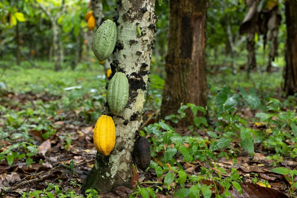 Đây là lý do giá chocolate tăng phi mã trên toàn cầu - Ảnh 6.