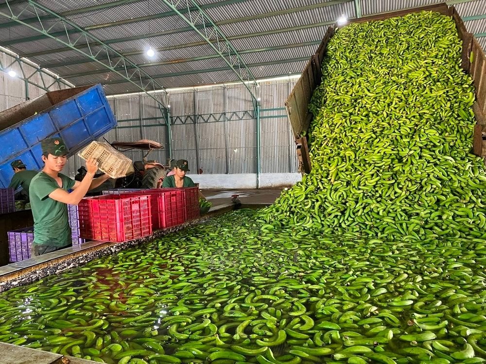 Việt Nam sở hữu loại trái cây hạnh phúc khiến người Trung Quốc mê mẩn: Xuất khẩu hơn 200 triệu USD, bầu Đức bán được gần 40 nghìn tấn trong tháng 10 - Ảnh 1.