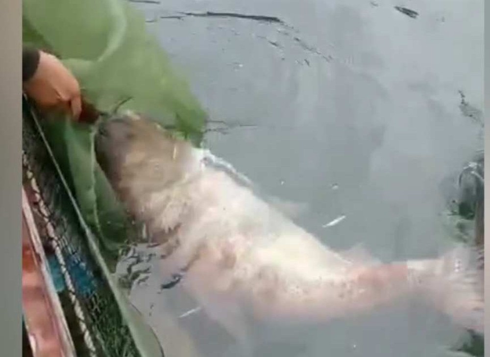 Ngư dân bắt được cá mè nặng gần 50kg ở hồ thủy điện Tuyên Quang - Ảnh 1.