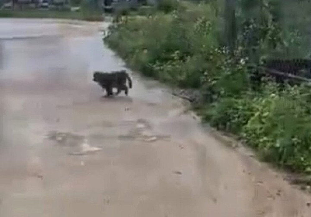 Bẫy, bắn gây mê khỉ tấn công nhiều người, cắn chết 4 con chó ở Quảng Nam - Ảnh 1.