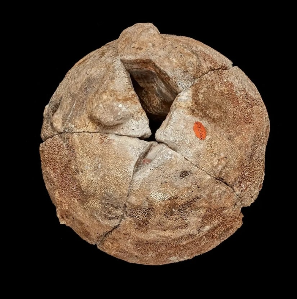 Viên đá mã não được giữ như báu vật 140 năm, nhân viên bảo tàng ngã ngửa khi biết là trứng quái thú - Ảnh 2.