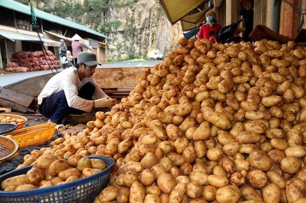 Sau cà chua và hành tây, một loại củ giá rẻ tại Việt Nam bỗng lên cơn sốt giá do biến đổi khí hậu, đạt đỉnh cao nhất 14 năm tại châu Âu - Ảnh 1.