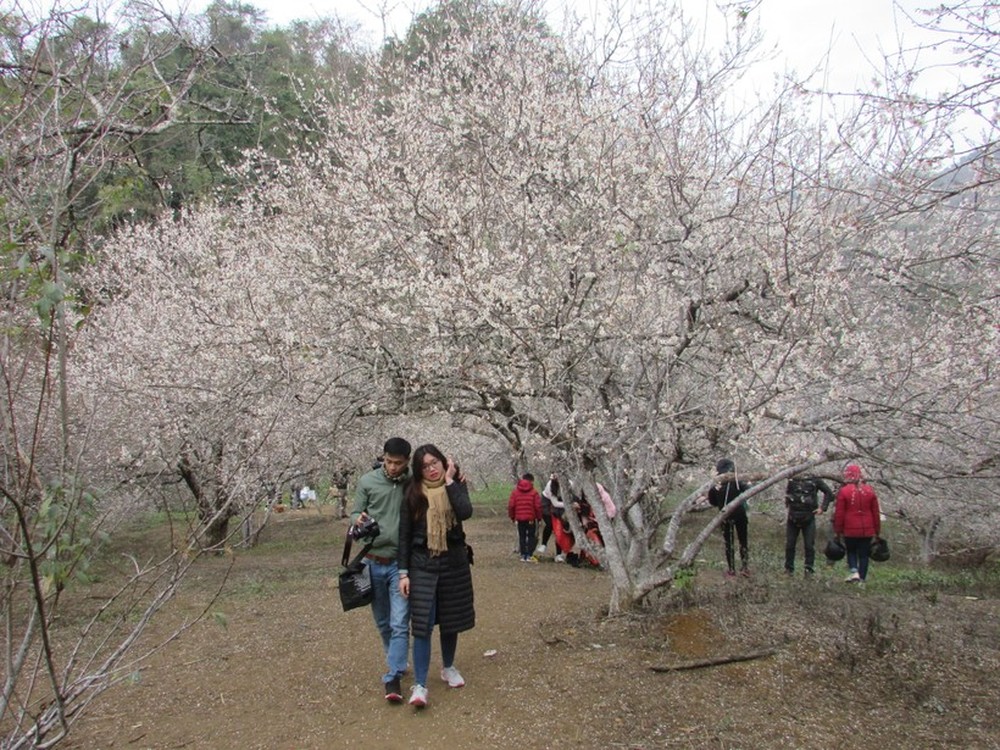 Hàng nghìn du khách đổ về Mộc Châu ngắm rừng mận nở hoa trắng xóa - Ảnh 5.