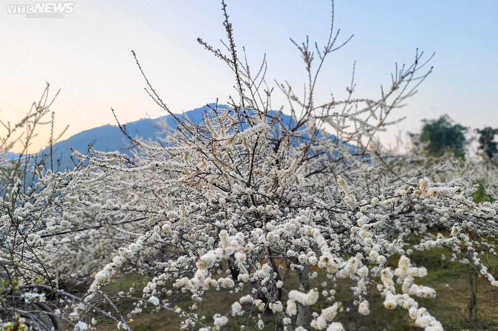Mê mẩn hoa mận trắng tinh khôi giữa núi rừng Chu Lìn - Ảnh 3.