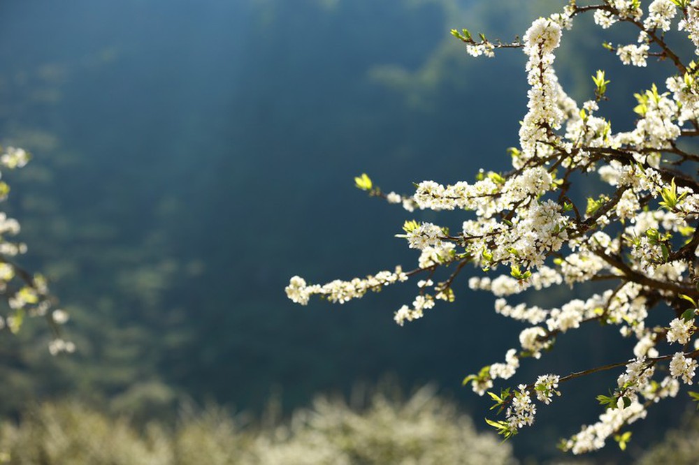 Hàng nghìn du khách đổ về Mộc Châu ngắm rừng mận nở hoa trắng xóa - Ảnh 4.