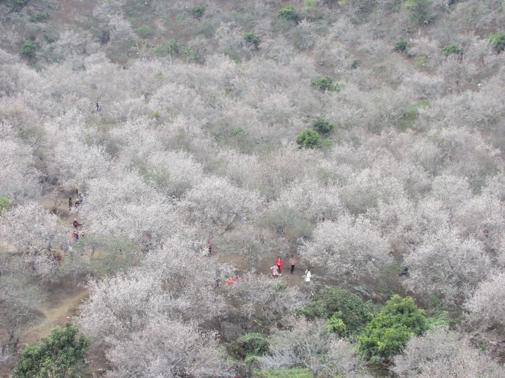 Hàng nghìn du khách đổ về Mộc Châu ngắm rừng mận nở hoa trắng xóa - Ảnh 3.