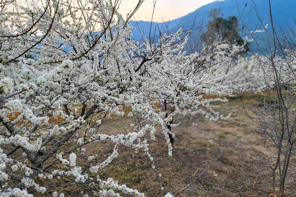 Mê mẩn hoa mận trắng tinh khôi giữa núi rừng Chu Lìn - Ảnh 10.