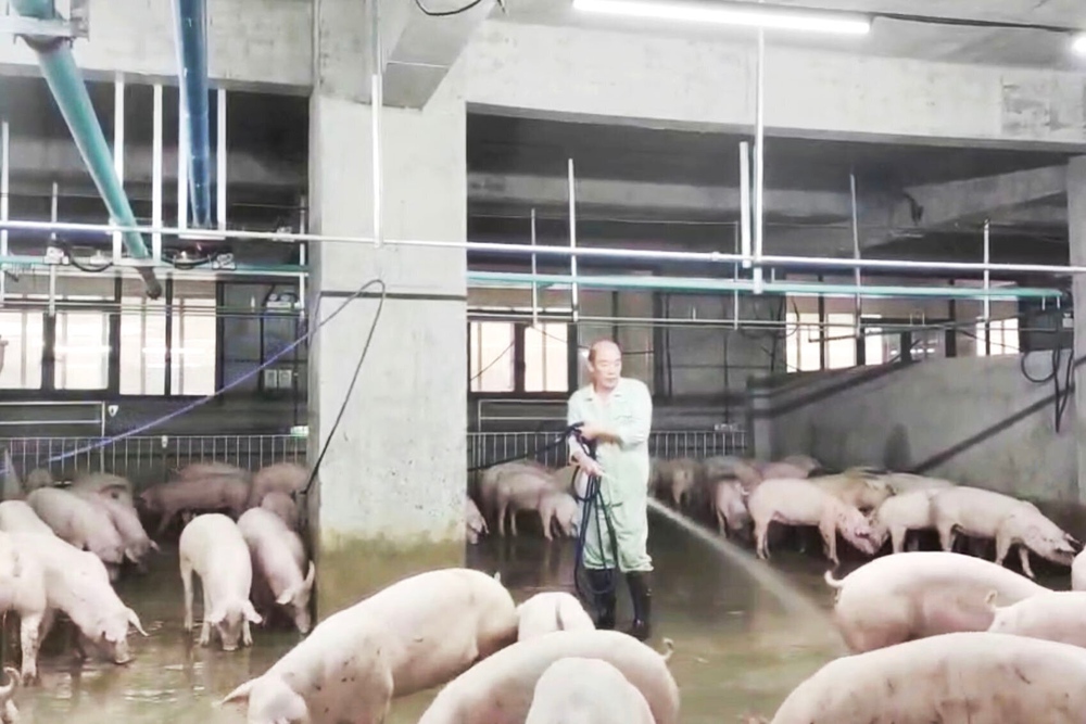 Bên trong toà nhà nuôi lợn sừng sững ở Trung Quốc - Ảnh 16.