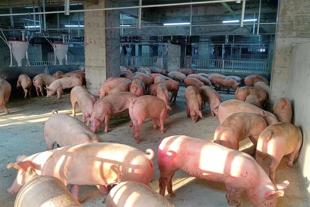Bên trong toà nhà nuôi lợn sừng sững ở Trung Quốc - Ảnh 7.