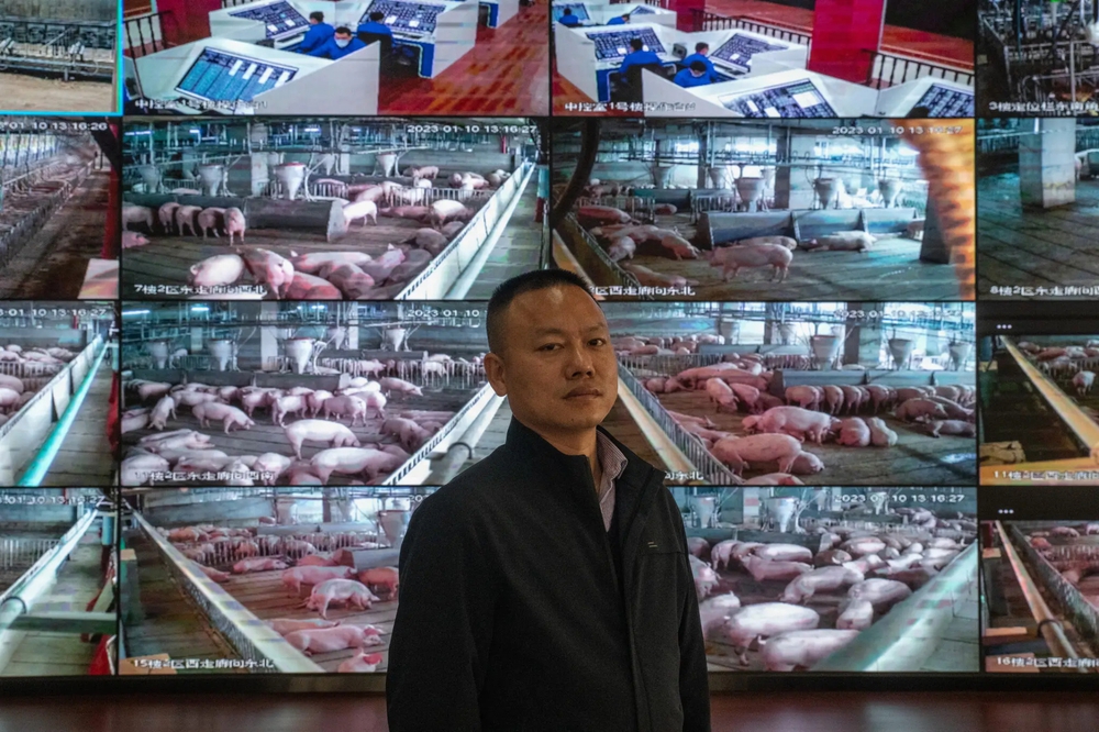 Bên trong toà nhà nuôi lợn sừng sững ở Trung Quốc - Ảnh 5.