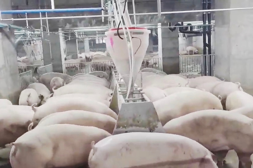 Bên trong toà nhà nuôi lợn sừng sững ở Trung Quốc - Ảnh 15.