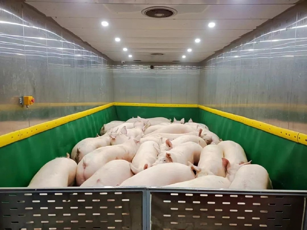 Bên trong toà nhà nuôi lợn sừng sững ở Trung Quốc - Ảnh 11.