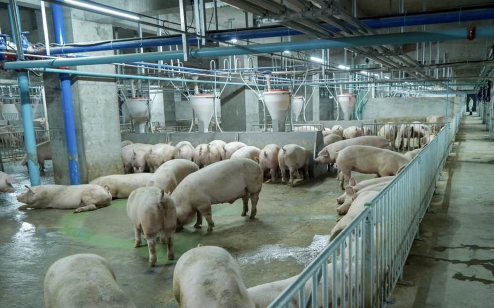Bên trong toà nhà nuôi lợn sừng sững ở Trung Quốc - Ảnh 8.