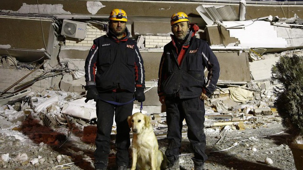 Chú chó cứu hộ ở Thổ Nhĩ Kỳ: Bị thương vẫn miệt mài tìm kiếm nạn nhân động đất - Ảnh 8.