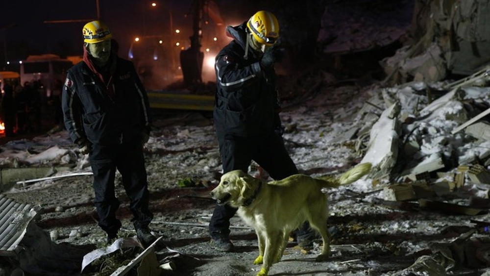 Chú chó cứu hộ ở Thổ Nhĩ Kỳ: Bị thương vẫn miệt mài tìm kiếm nạn nhân động đất - Ảnh 7.