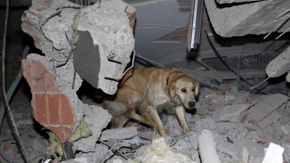 Chú chó cứu hộ ở Thổ Nhĩ Kỳ: Bị thương vẫn miệt mài tìm kiếm nạn nhân động đất - Ảnh 4.