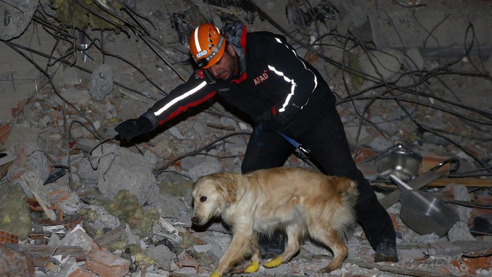 Chú chó cứu hộ ở Thổ Nhĩ Kỳ: Bị thương vẫn miệt mài tìm kiếm nạn nhân động đất - Ảnh 2.