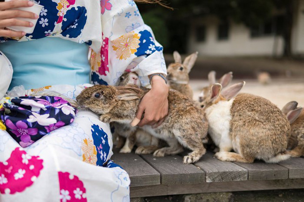 Gần nghìn con thỏ ở Nhật đối diện nguy cơ bị xóa sổ chỉ vì một việc làm của du khách - Ảnh 3.
