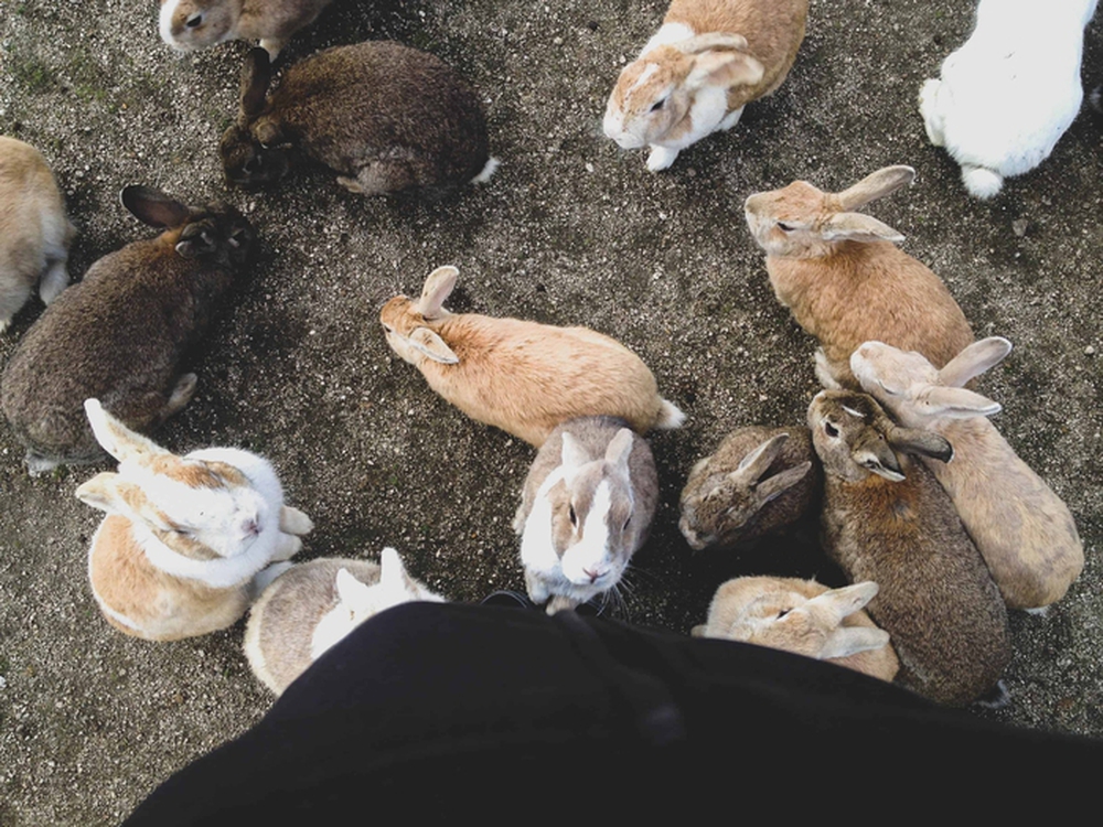 Gần nghìn con thỏ ở Nhật đối diện nguy cơ bị xóa sổ chỉ vì một việc làm của du khách - Ảnh 1.