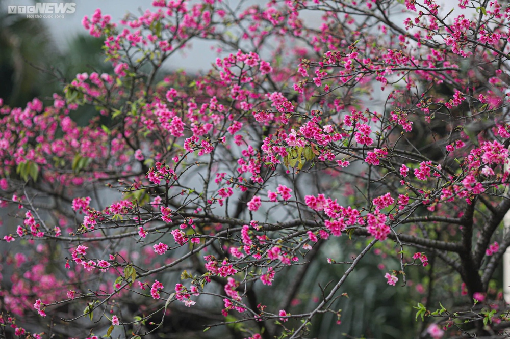 Ngắm hoa anh đào Nhật Bản khoe sắc ở Hà Nội - Ảnh 10.