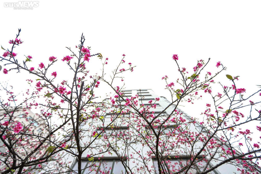 Ngắm hoa anh đào Nhật Bản khoe sắc ở Hà Nội - Ảnh 9.