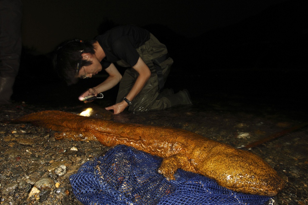 Andrias davidianus: Loài kỳ nhông khổng lồ, có kích thước bằng 1 phụ nữ trưởng thành - Ảnh 5.