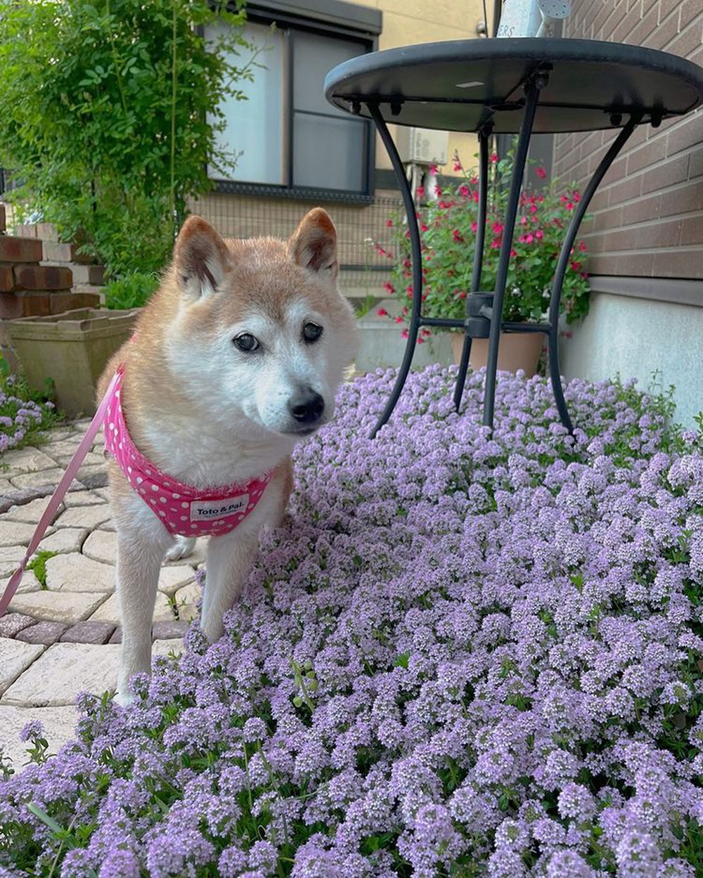 Chuyện về chú chó được chế meme nhiều nhất mạng xã hội: Xuất thân từ chó cứu hộ, thoát chết khi bị bỏ rơi và cuộc sống hiện tại gây bất ngờ - Ảnh 8.