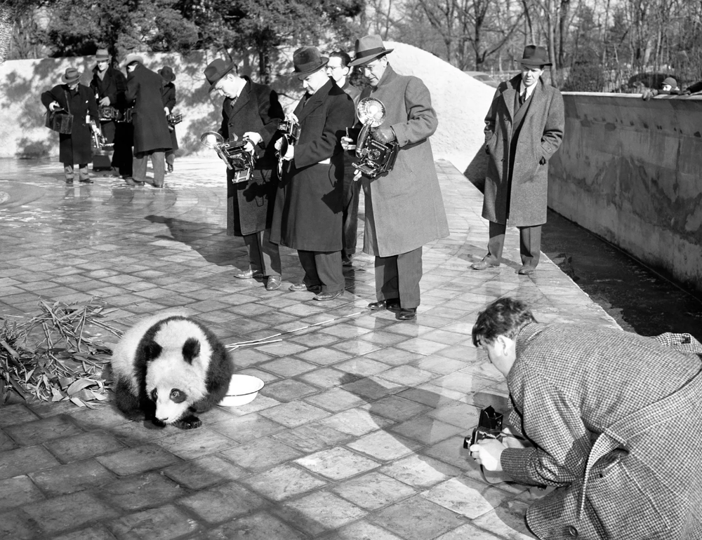 Cứu gấu trúc khỏi tuyệt chủng, ta có vô tình làm hại những loài vật khác? - Ảnh 5.