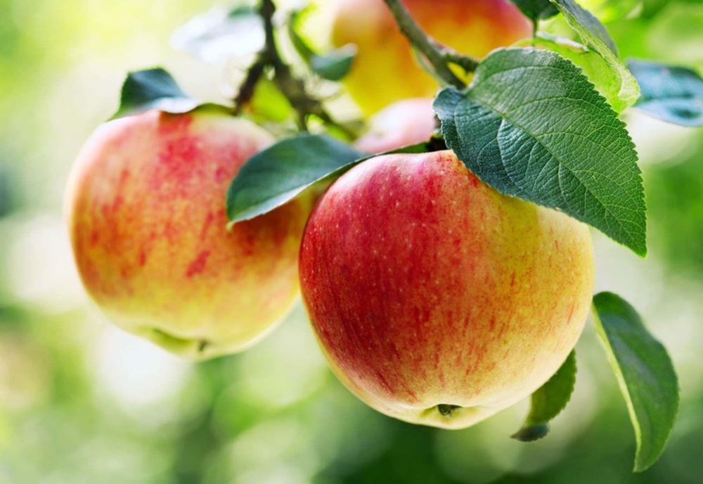 Điều gì xảy ra nếu bạn ăn một quả táo mỗi ngày? - Ảnh 1.