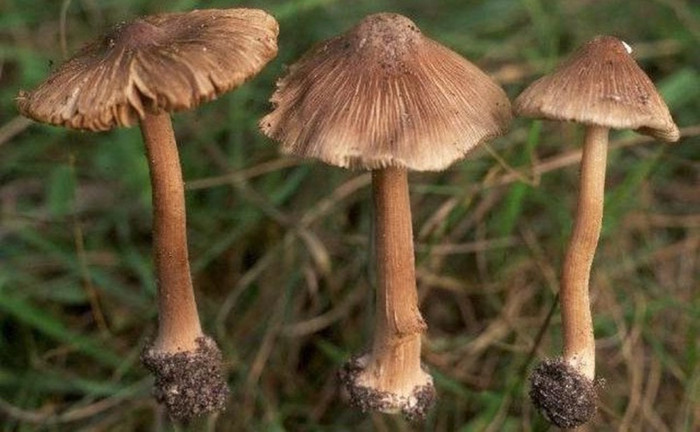 4 loại nấm độc nguy hiểm thường gặp ở Việt Nam - Ảnh 3.