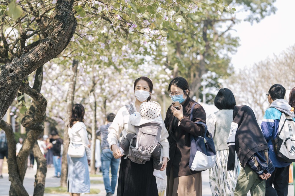 Mỗi mét vuông cả chục người tạo dáng, con đường hoa ban tím ở Hà Nội nườm nượp ngày cuối tuần! - Ảnh 3.