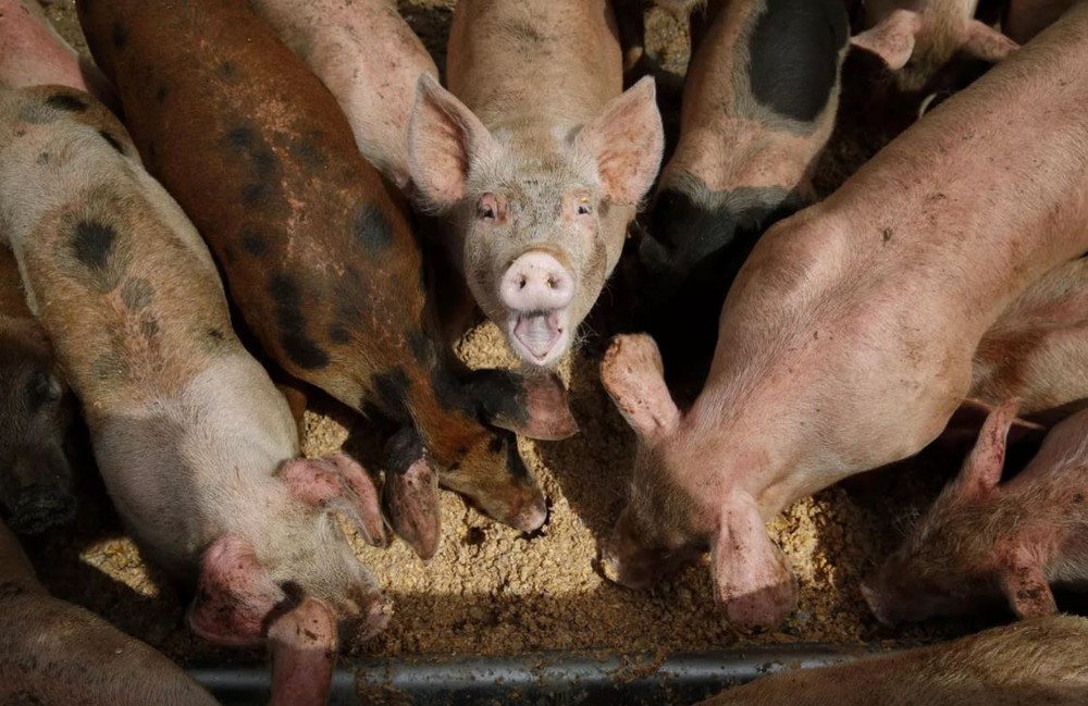 Hệ sinh thái ở Mỹ bị đe dọa bởi giống ‘siêu lợn’ thông minh - Ảnh 1.