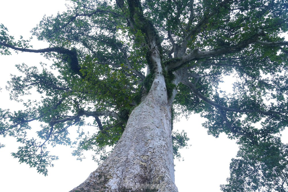 Vẻ đẹp kỳ thú ‘có một không hai’ của cây sui cổ thụ xứ Nghệ - Ảnh 2.