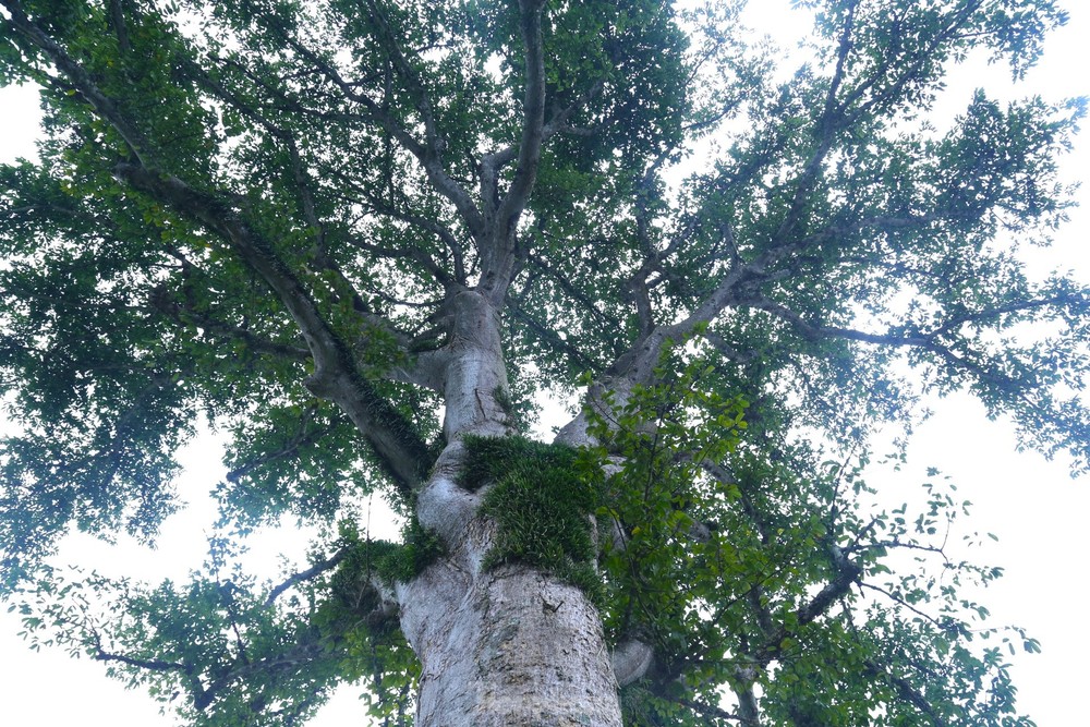 Vẻ đẹp kỳ thú ‘có một không hai’ của cây sui cổ thụ xứ Nghệ - Ảnh 6.
