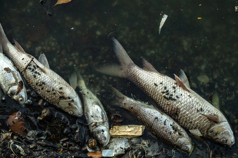 Mỹ: Nghiên cứu mới cảnh báo ăn cá trong sông hồ nước ngọt bị ô nhiễm tương đương với việc uống thuốc độc trong một tháng - Ảnh 6.
