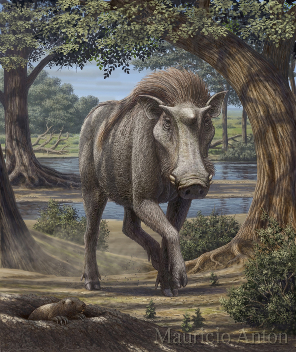 Kubanochoerus gigas: Loài lợn cổ xưa có sừng giống như kỳ lân trong thần thoại - Ảnh 4.