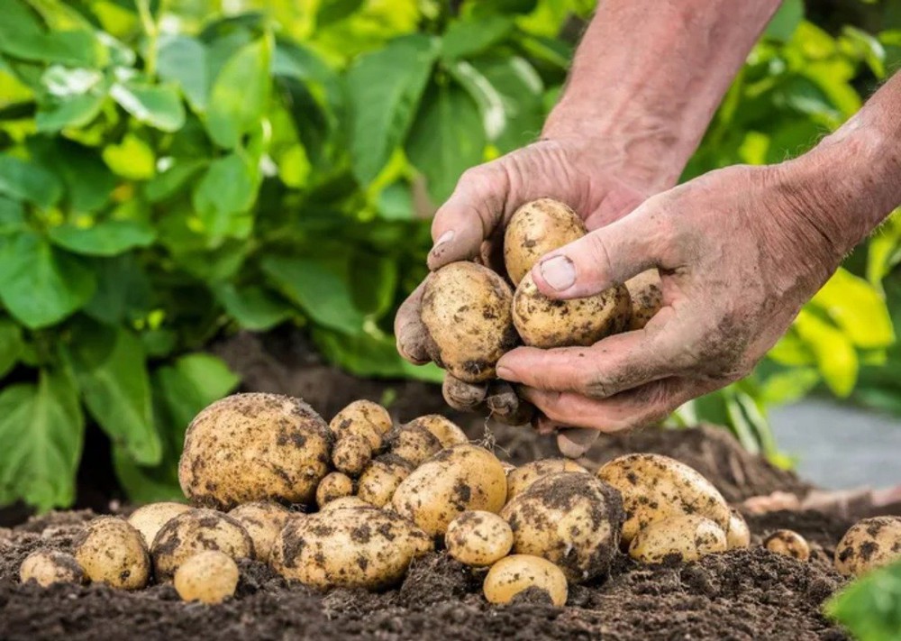 Mách bạn cách trồng khoai tây cực dễ từ củ mọc mầm - Ảnh 5.