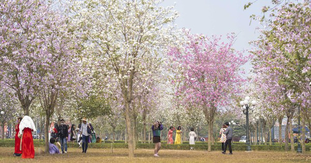 Hà Nội: Không thua kém đường Hoàng Diệu, con đường hoa ban tím ở Mê Linh cũng gây sốt rần rần