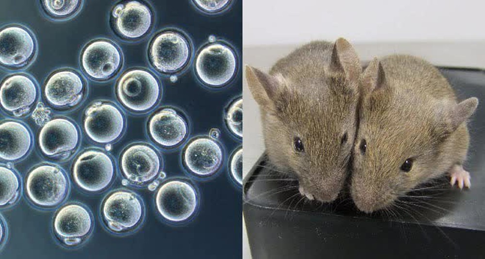 Đột phá: Các nhà khoa học giúp hai chuột đực có con được với nhau - Ảnh 1.