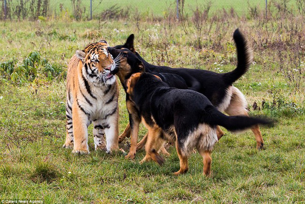 Con chó lớn nhất thế giới có thể đánh bại con hổ nhỏ nhất thế giới không? - Ảnh 7.