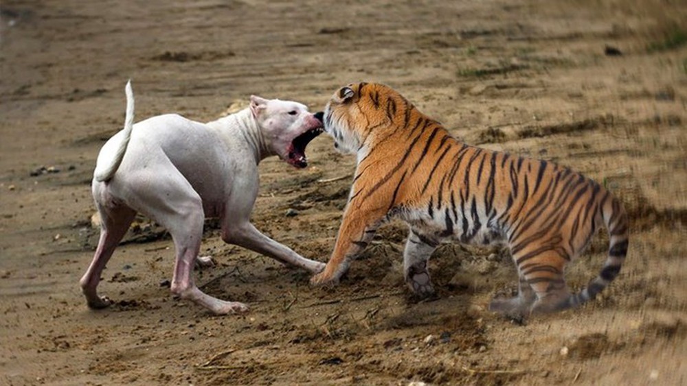 Con chó lớn nhất thế giới có thể đánh bại con hổ nhỏ nhất thế giới không? - Ảnh 6.