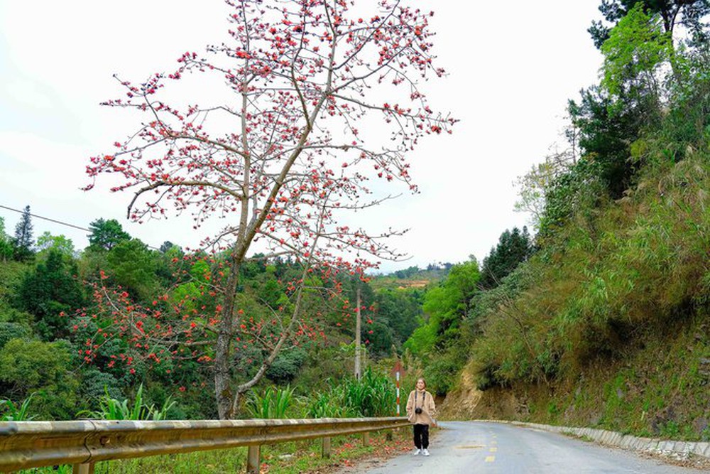 Mê mẩn ngắm hoa gạo rực đỏ núi rừng Hà Giang - Ảnh 2.